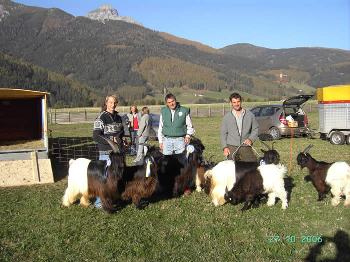 Foto Wallisischer Schwarzhalsziegen