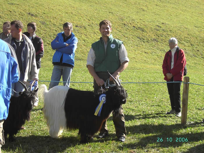 Foto Wallisischer Schwarzhalsziegen