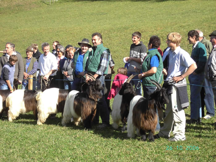 Foto Wallisischer Schwarzhalsziegen