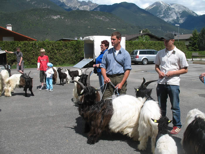 Foto Wallisischer Schwarzhalsziegen