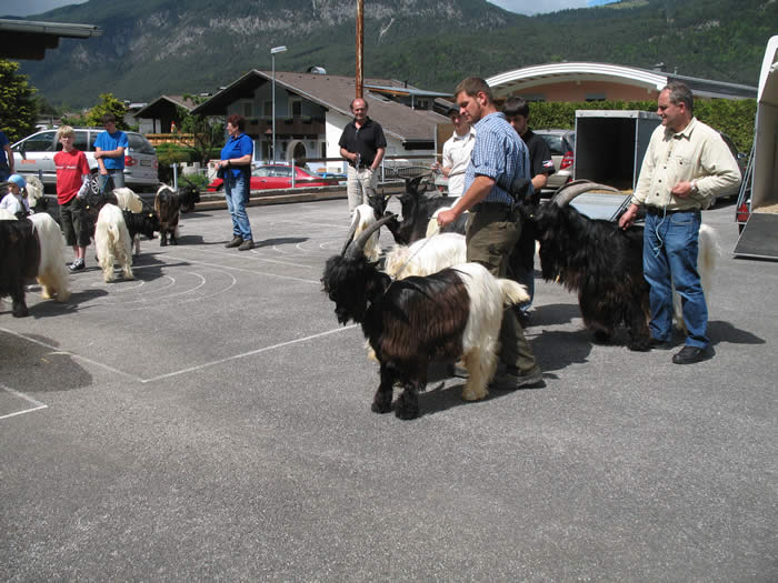 Foto Wallisischer Schwarzhalsziegen