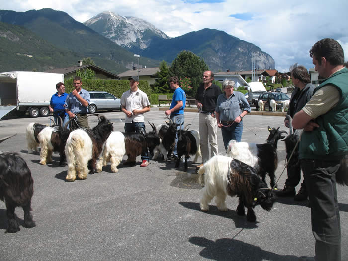 Foto Wallisischer Schwarzhalsziegen