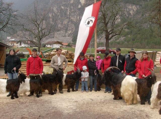 Foto Wallisischer Schwarzhalsziegen
