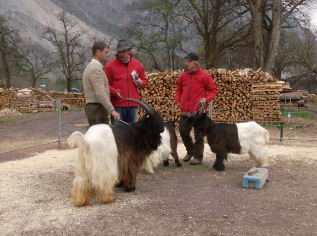 Foto Wallisischer Schwarzhalsziegen