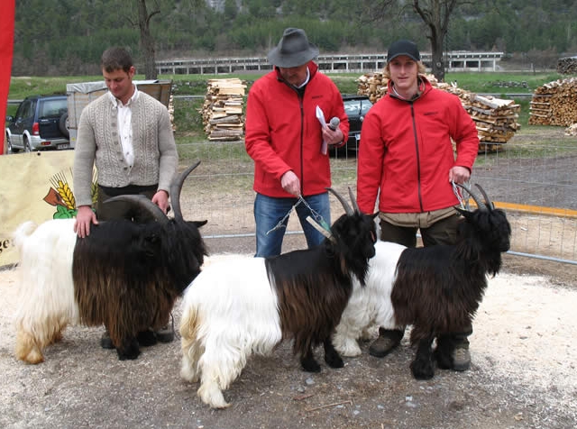 Foto Wallisischer Schwarzhalsziegen