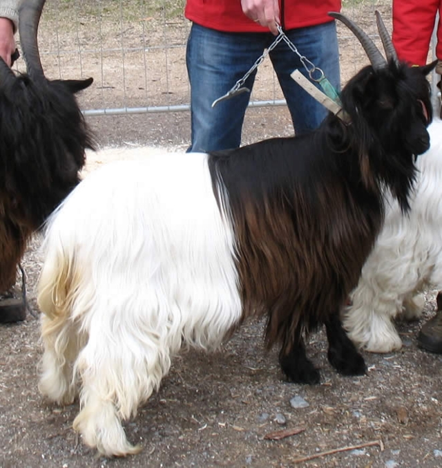 Foto Wallisischer Schwarzhalsziegen