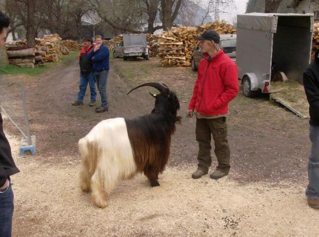 Foto Wallisischer Schwarzhalsziegen