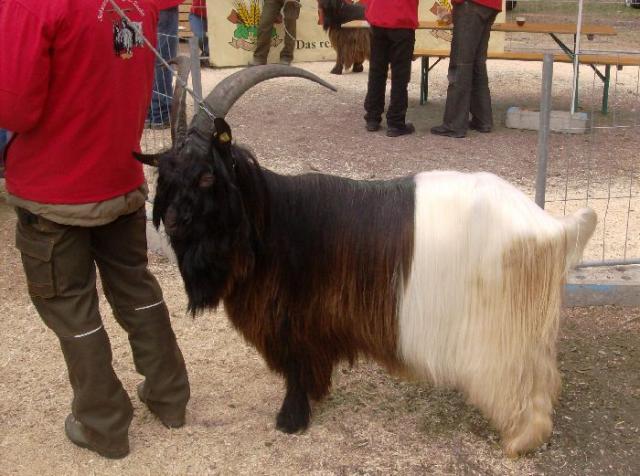 Foto Wallisischer Schwarzhalsziegen