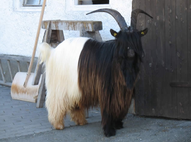 Foto Wallisischer Schwarzhalsziegen
