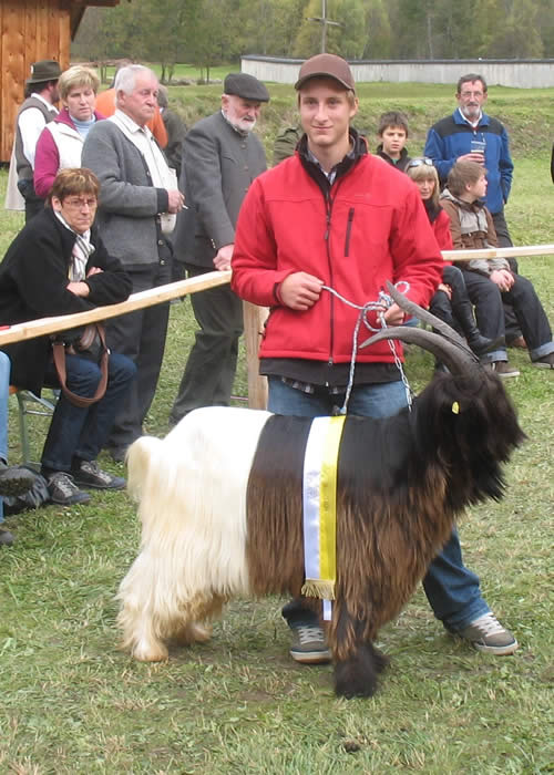 Foto einer Wallisischen Schwarzhalsziege mit Gröbl Bernhard