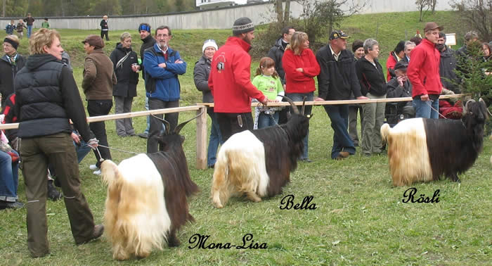 Foto von 3 Wallisischen Schwarzhalsziege