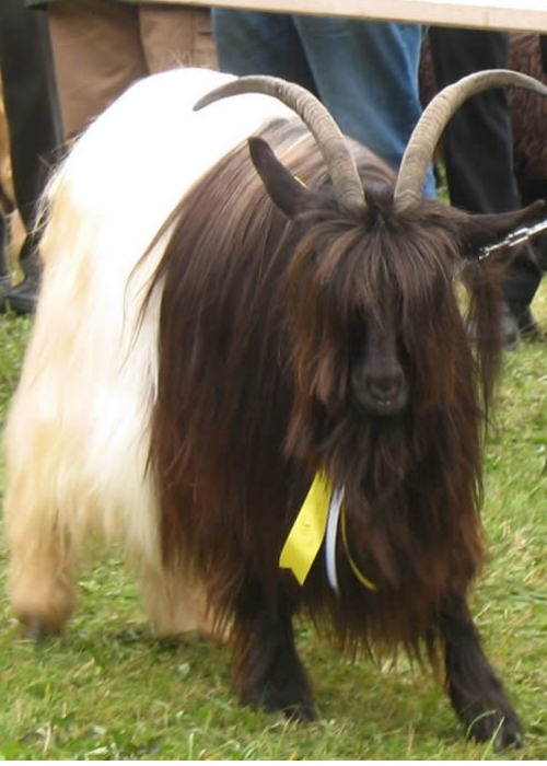 Foto einer Wallisischen Schwarzhalsziege