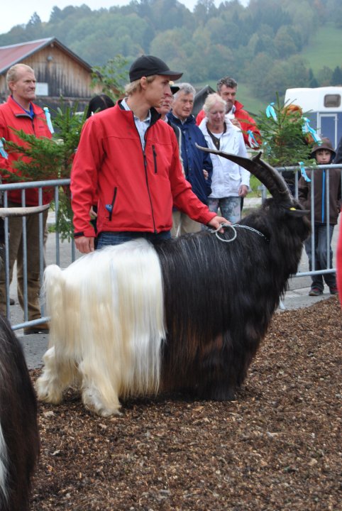 Foto Wallisischer Schwarzhalsziege