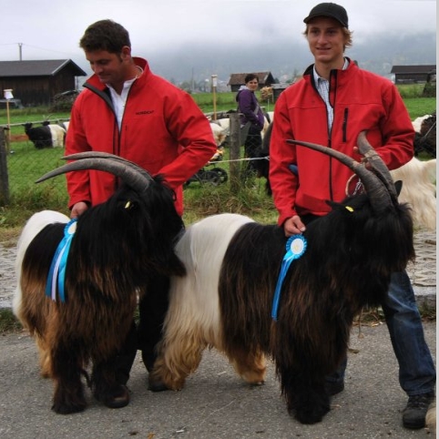 Sieger-Foto Wallisischer Schwarzhalsziegen