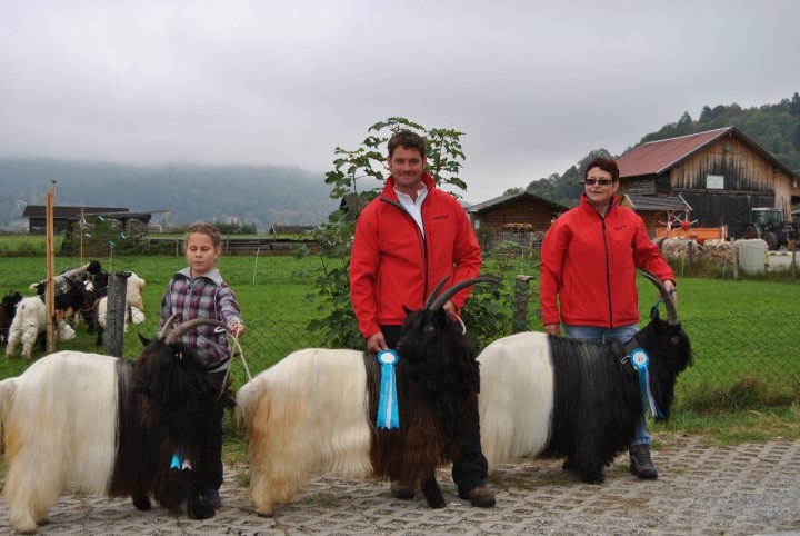 Sieger-Foto Wallisischer Schwarzhalsziegen