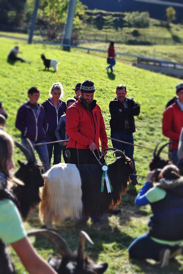 Foto Wallisischer Schwarzhalsziegen