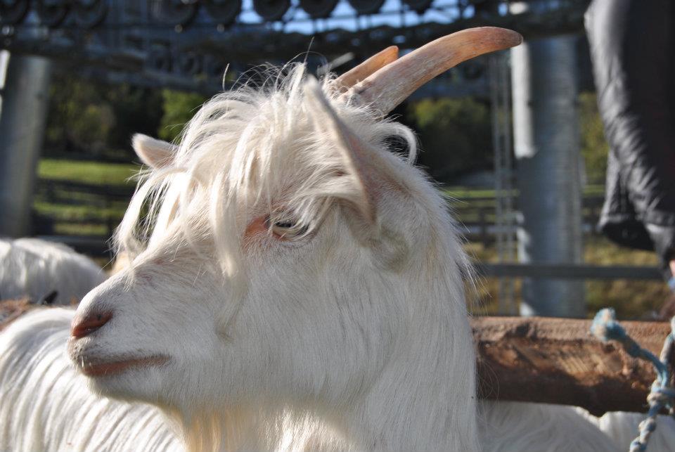 Foto Wallisischer Schwarzhalsziegen Capra Sempione, diese ist ganz weiß