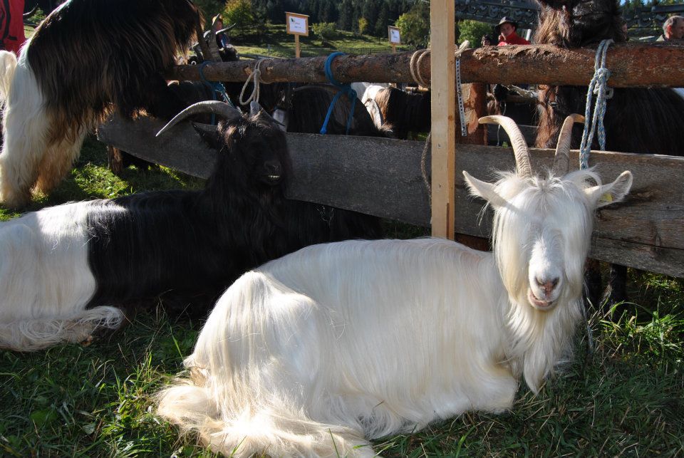 Foto Wallisischer Schwarzhalsziegen Capra Sempione, diese ist ganz weiß