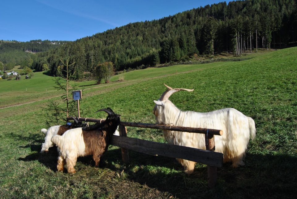 Foto Wallisischer Schwarzhalsziegen Capra Sempione, diese ist ganz weiß