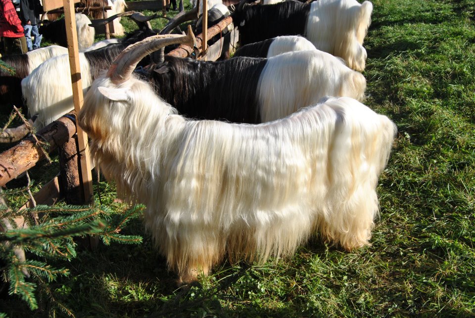 Foto Wallisischer Schwarzhalsziegen Capra Sempione, diese ist ganz weiß