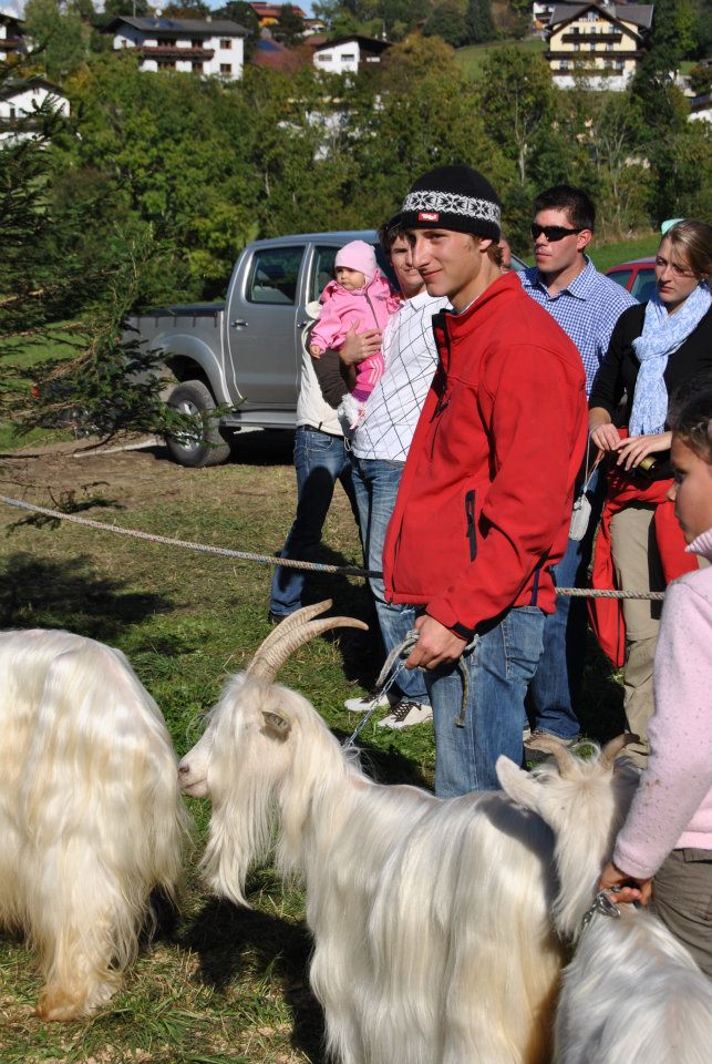 Foto Wallisischer Schwarzhalsziegen Capra Sempione, diese ist ganz weiß