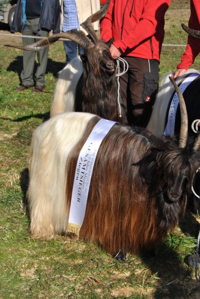 Foto Wallisische Schwarzhalsziegen, Gesamtsieger 2011