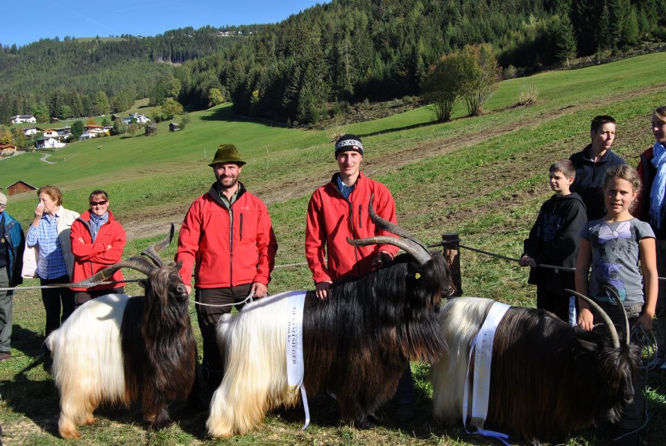 Foto Wallisischer Schwarzhalsziegen