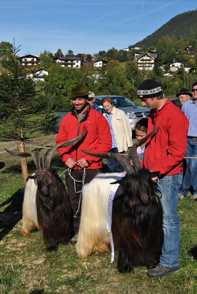 Foto Wallisischer Schwarzhalsziegen