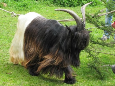 Foto einer Wallisischen Schwarzhalsziege