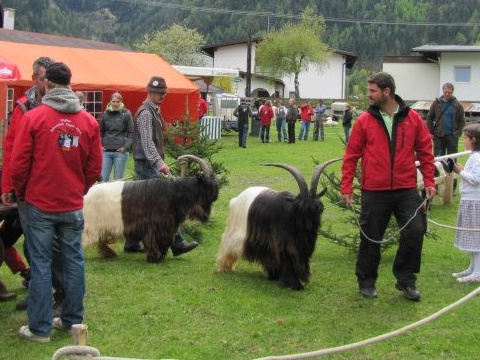 Foto mit Josef Gröbl und zwei Wallisischen Schwarzhalsziegen