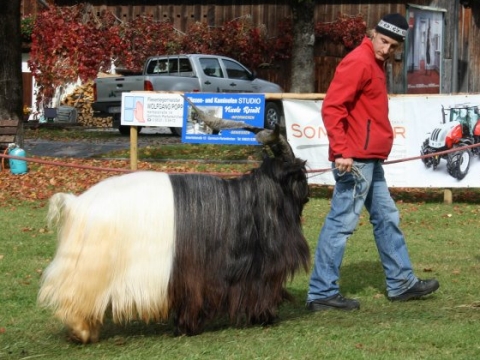 Foto Bernhard Gröbl mit seinem Schwarzhalsziegenbock