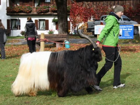 Foto Julia und Schwarzhalsziegenbock