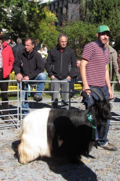 Foto Wallisischer Schwarzhalsziegen