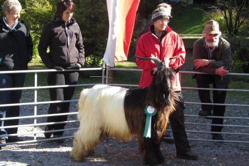 Foto Wallisischer Schwarzhalsziegen