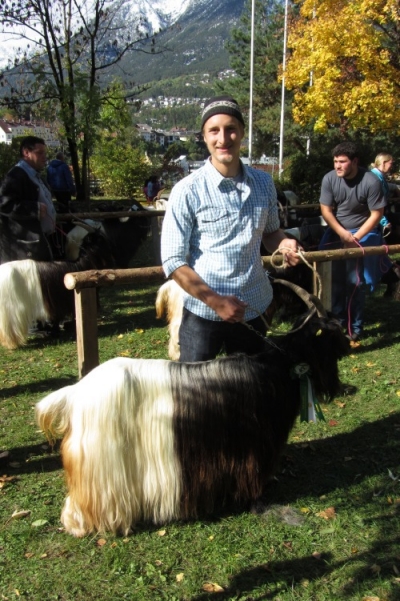 Foto Wallisischer Schwarzhalsziegen