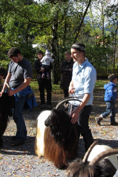 Foto Wallisischer Schwarzhalsziegen