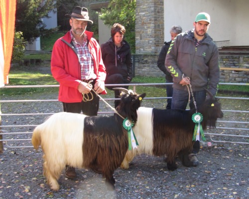 Foto Wallisischer Schwarzhalsziegen