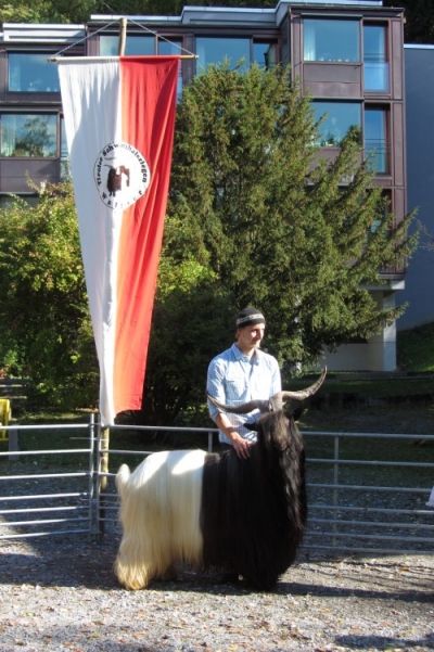 Foto Bernhard Gröbl mit dem Gesamtsieger Böcke