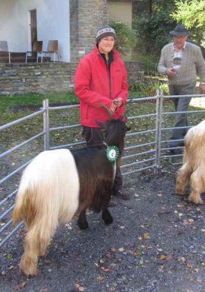 Foto Wallisischer Schwarzhalsziegen