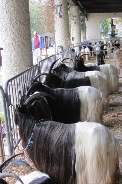 Foto Wallisischer Schwarzhalsziegen