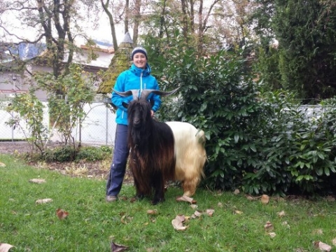 Foto Wallisischer Schwarzhalsziegen