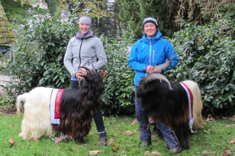 Foto Wallisischer Schwarzhalsziegen