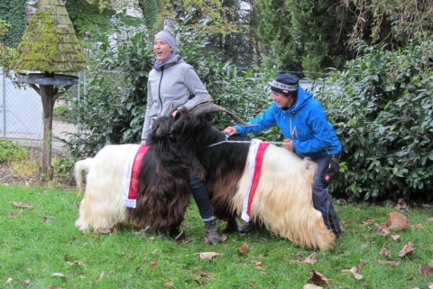 Foto Wallisischer Schwarzhalsziegen