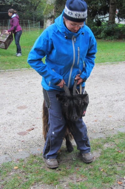 Foto Wallisischer Schwarzhalsziegen