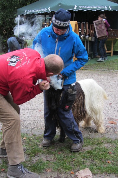 Foto Wallisischer Schwarzhalsziegen