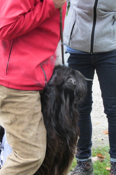 Foto Wallisischer Schwarzhalsziegen