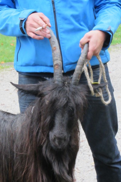 Foto Wallisischer Schwarzhalsziegen