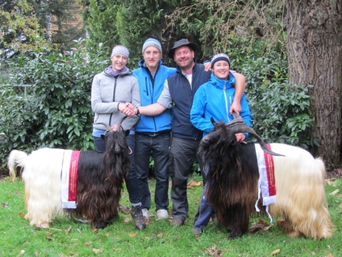 Foto Wallisischer Schwarzhalsziegen