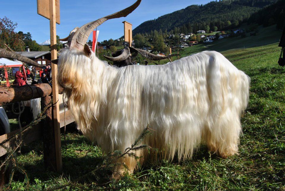 Foto einer Capra Sempione Ziege, diese ist ganz weiß