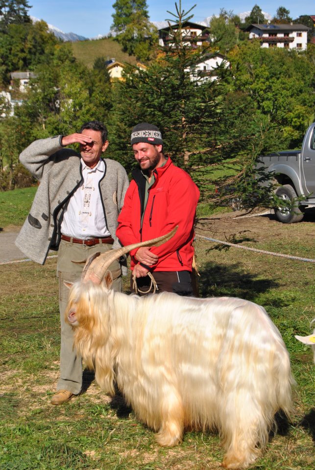 Foto einer Capra Sempione Ziege, diese ist ganz weiß